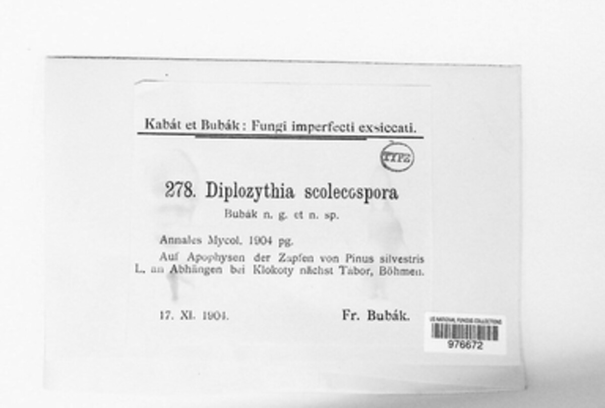 Thyronectria cucurbitula image